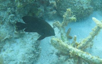 A longfin damselfish.